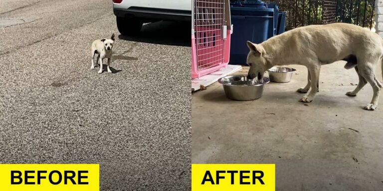 Stray Dog’s Odd Behavior Leads Rescuer to Help