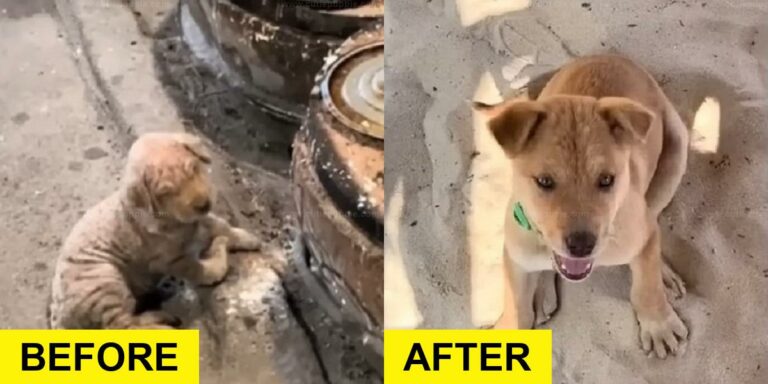 Woman Rescues Sick Dog Dumped in Freezing Weather