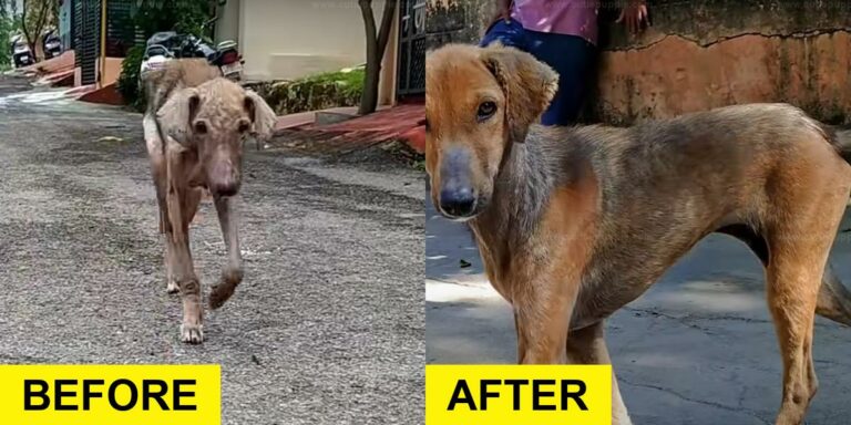 Malnourished Pup Mistaken for Senior Gets a Fresh Start