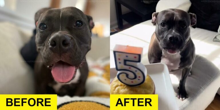 Rescue Dog Wags Tail Nonstop at First Birthday Party