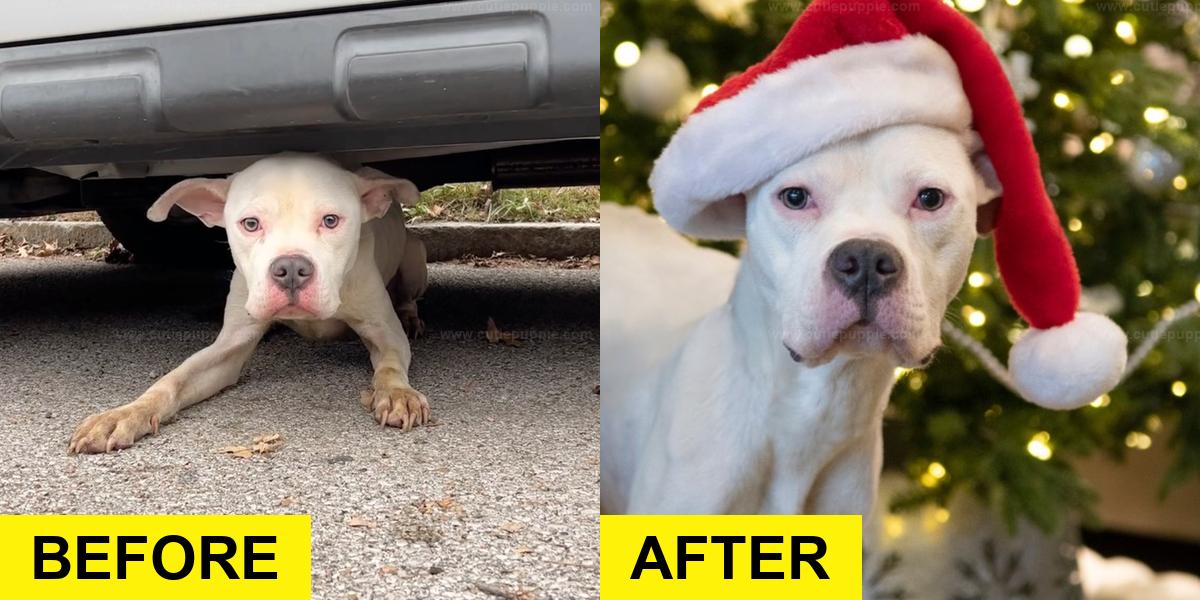 Starving Dog Hides Under Car, Finally Saved