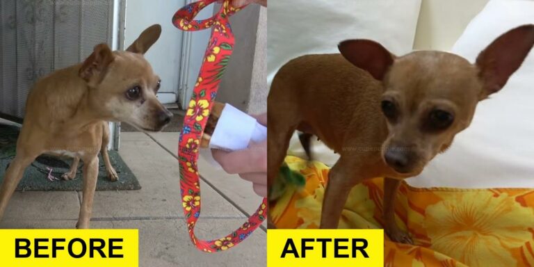 Abandoned Chihuahua Gets Second Chance