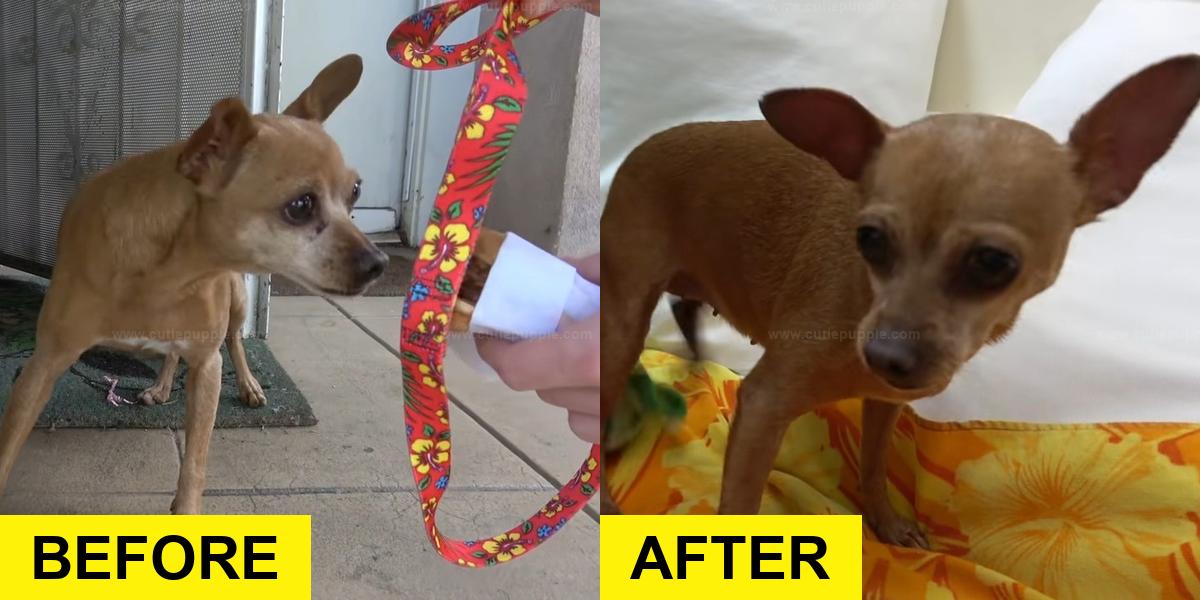 Abandoned Chihuahua Gets Second Chance