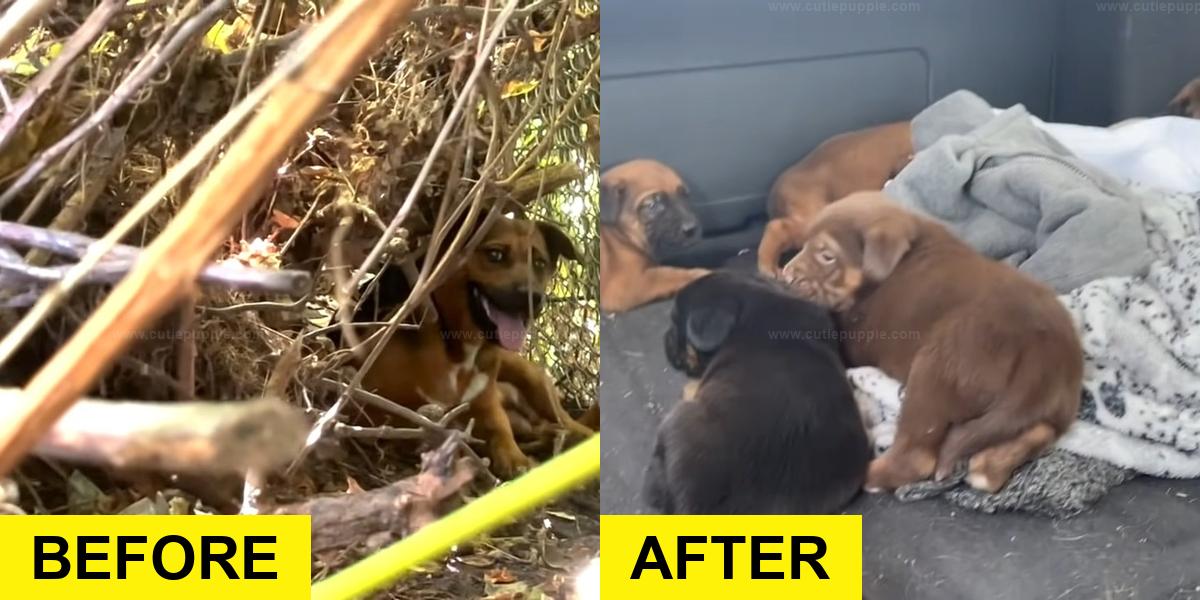 Shy Mama Dog Finds Trust in Rescuers