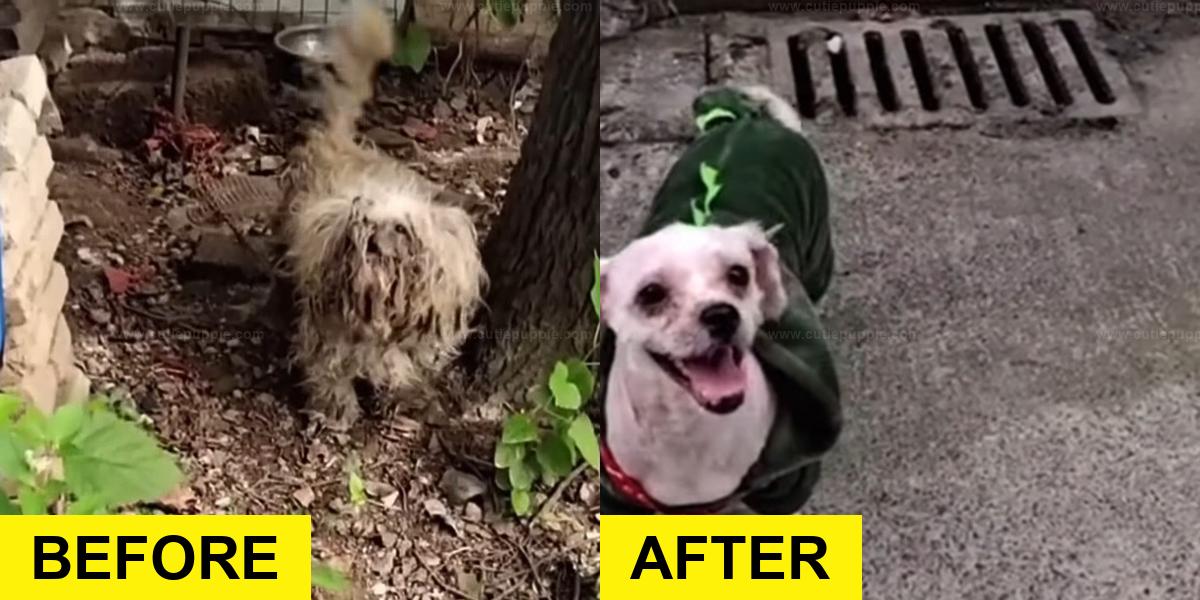 Chained Dog Found in Garden