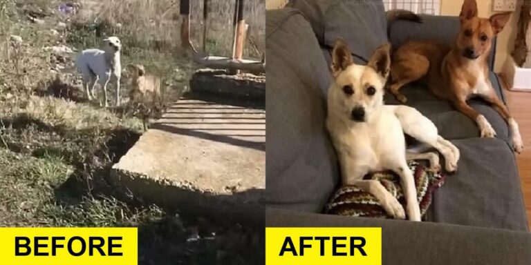 Abandoned Dog Family Saved