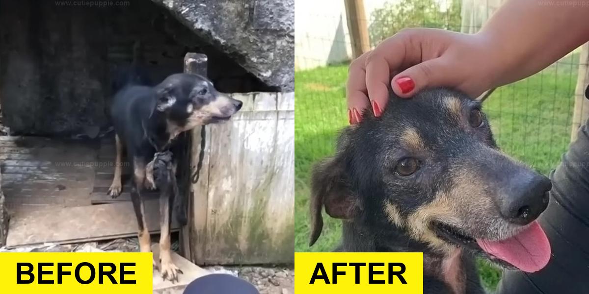 Dog Tied for 7 Years Finds Freedom at Last