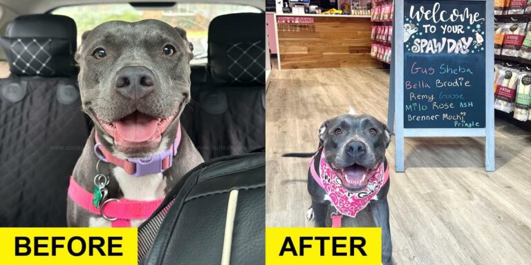 Rescue Dog Treated Like a Princess