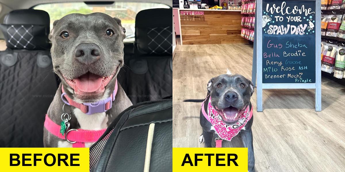 Rescue Dog Treated Like a Princess