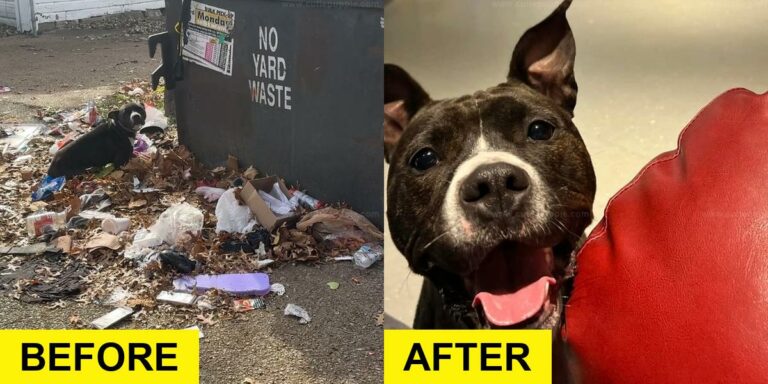 Dog Found on Trash Pile