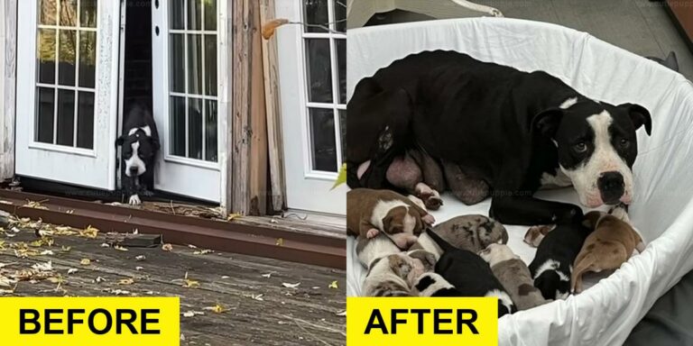 Mama Dog Saved After Protecting Her Puppies