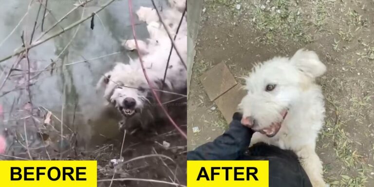 Scared Dog Keeps Fleeing Rescuers Trying to Help