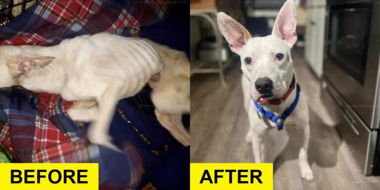 Blind Pup Freed from Cage After Years by Kind Virginia Family