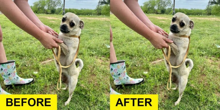 Mom Dog and 8 Puppies Saved