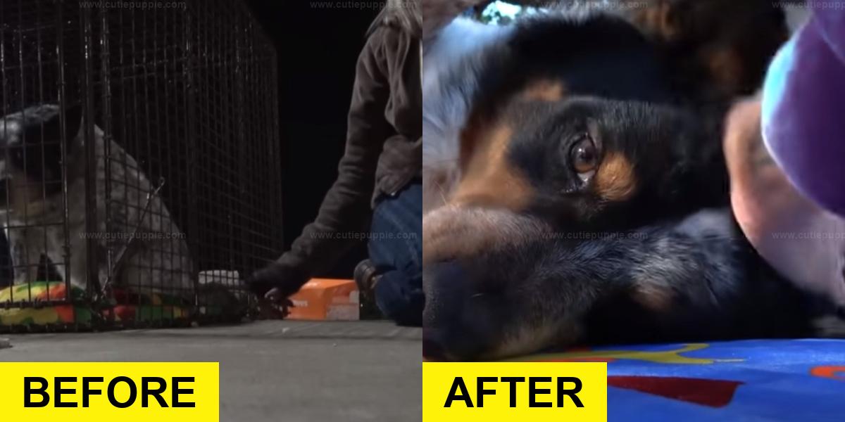 Rescuers Wait Hours for Abandoned Pup at Truck Stop