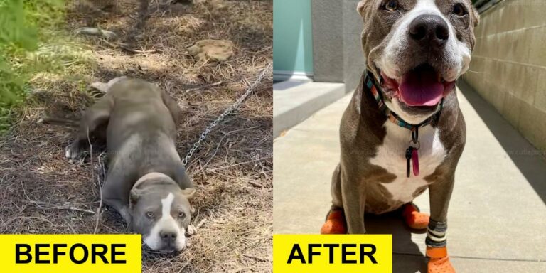 Pitbull Found Tied to Fence