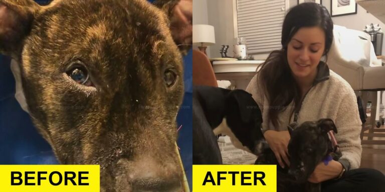 Freezing Pittie Rescued from Harsh Weather