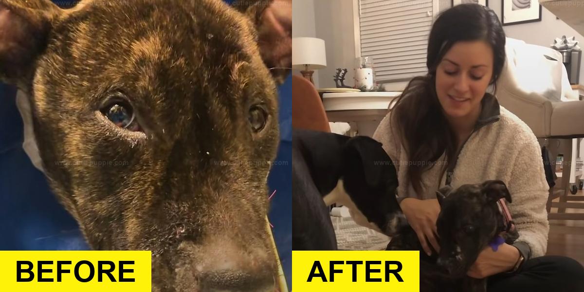 Freezing Pittie Rescued from Harsh Weather