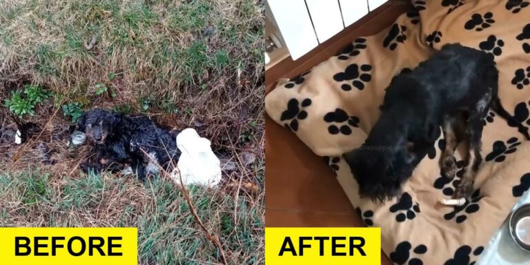 Matted Dog Rescued from Ditch