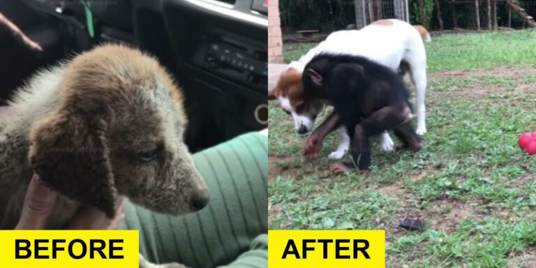 Rescue Pup and Chimpanzee’s Bond