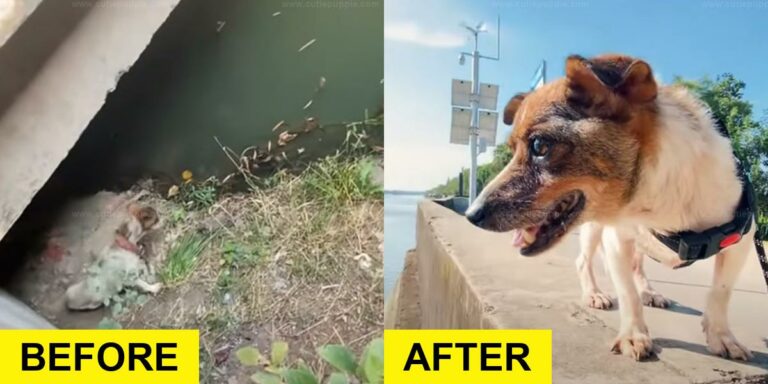 Rescuer Stays by Skinny Pup Stuck Under Bridge Until Safe