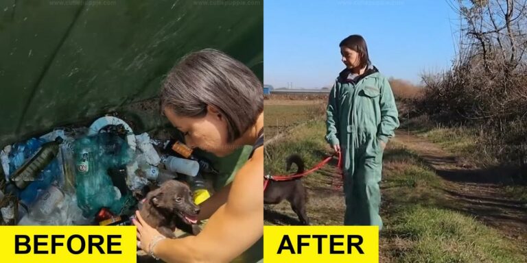 Starving Dog Dumped in Trash Container Saved