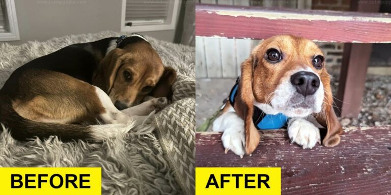 Lab Beagle Learns to Be a Dog for the First Time