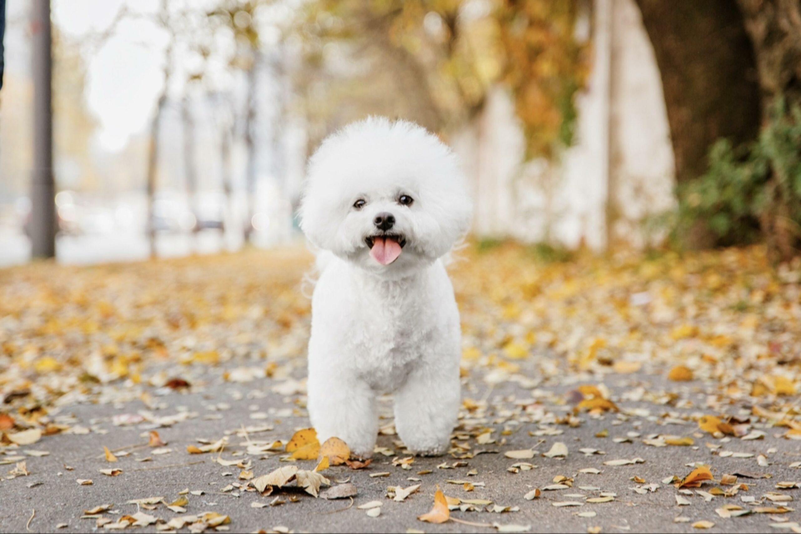 Top Bichon Frise Rescue Groups for Adoption