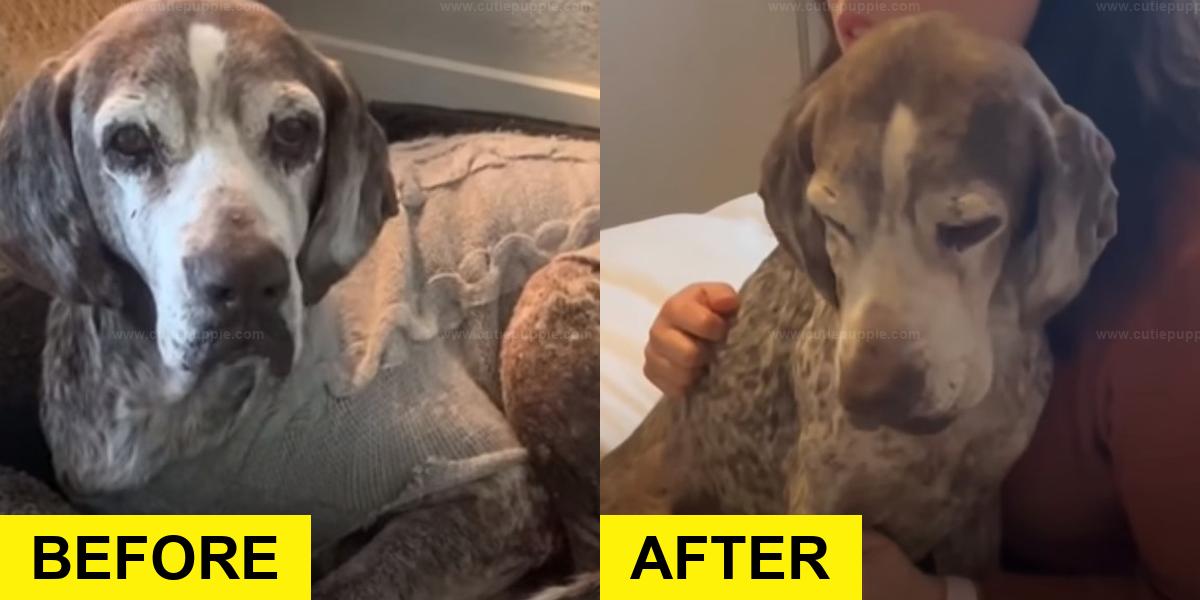 Senior Rescue Dog Learns to Be a Puppy Again