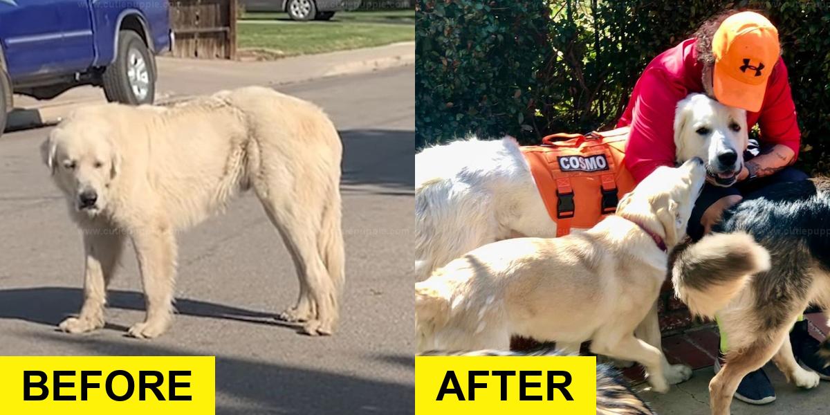 Wandering Great Pyrenees Rescued After Tireless Search