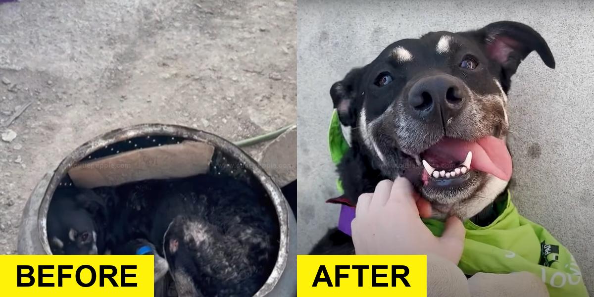 Pup Found in Washing Machine Drum