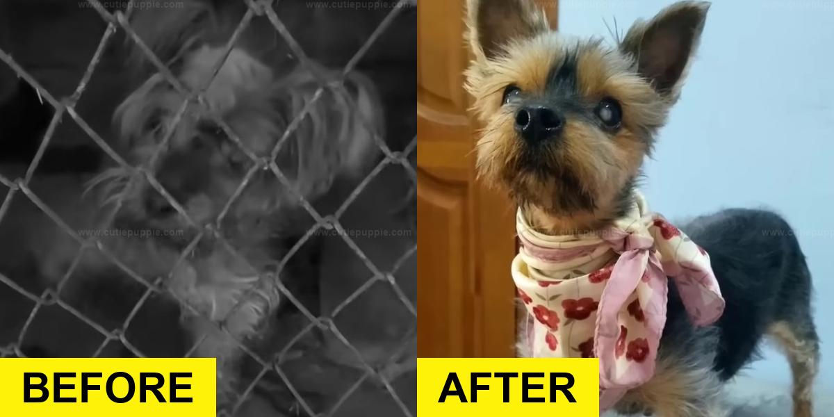 Blind Pup Caged for Years Brings Rescuers to Tears