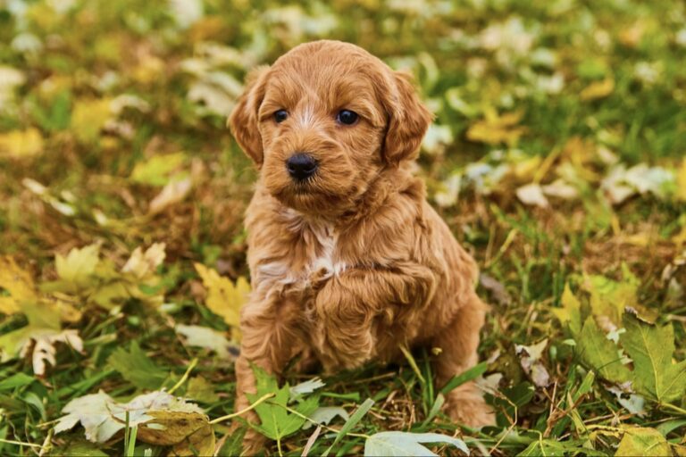 Premier Goldendoodle Rescues