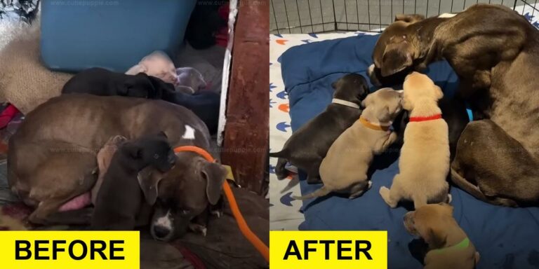 Cold Dog and Puppies Find Shelter in Abandoned House