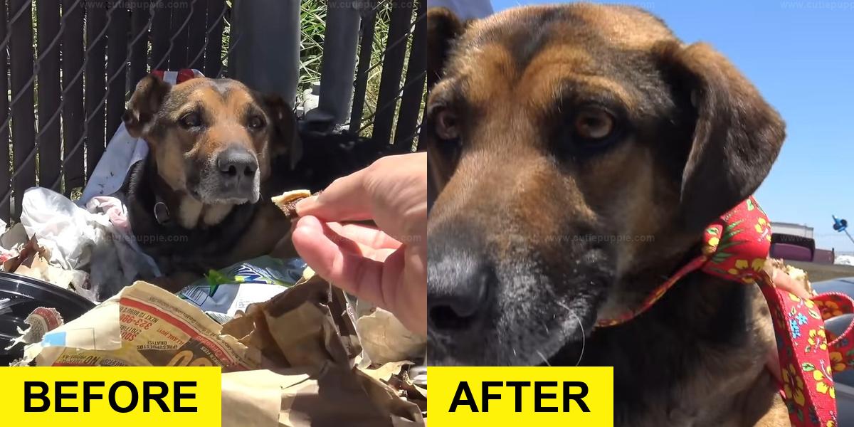 Stray Dog Found on Trash Pile