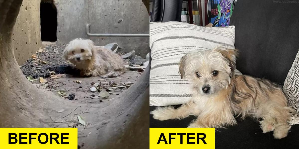 Man Saves Puppy Trapped in Storm Drain