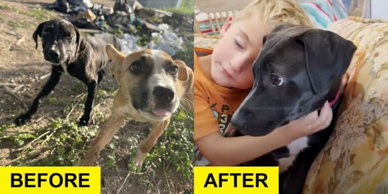 Boy Rescues Abandoned Puppies