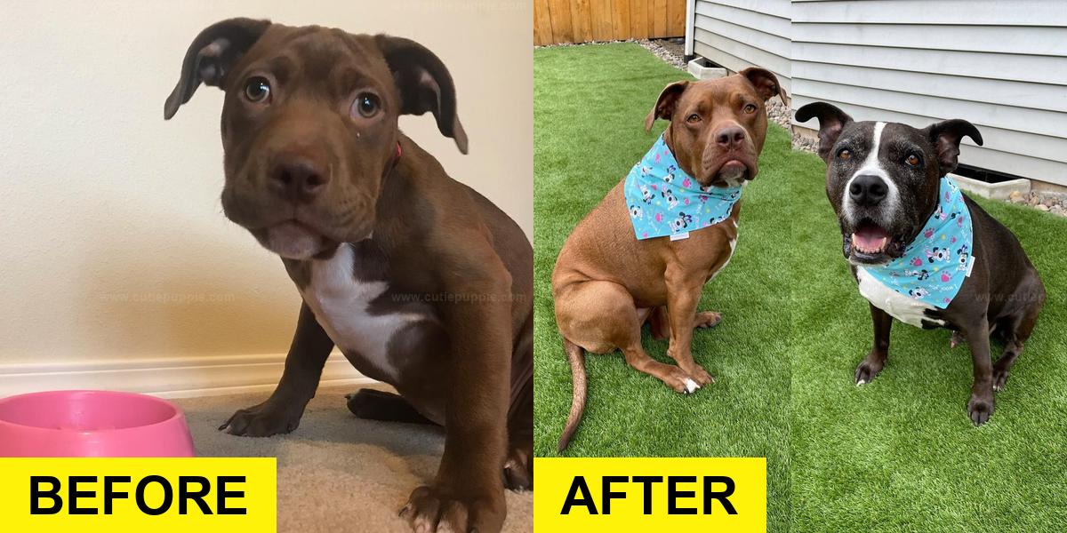 Rescue Pittie Thrives in Her New Oregon Home